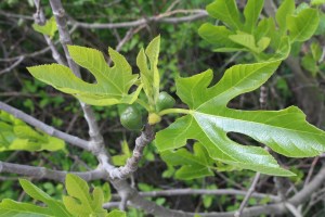 ficus carica (1) (1200 x 800)